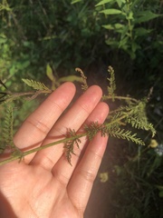 Achillea millefolium