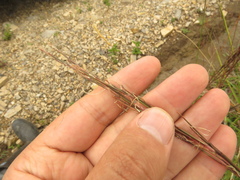 Andropogon leucostachyus