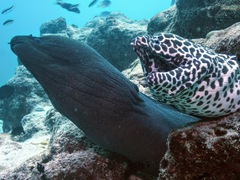 Gymnothorax favagineus