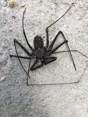 Phrynoidea