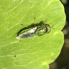 Hedriodiscus trivittatus