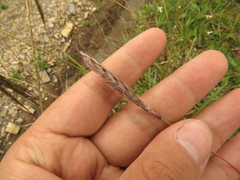 Bothriochloa saccharoides