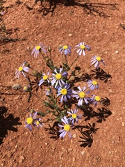 Felicia namaquana
