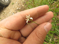 Rhynchospora blepharophora