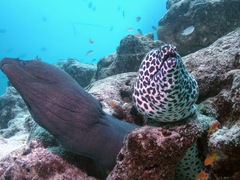 Gymnothorax favagineus