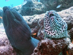 Gymnothorax favagineus