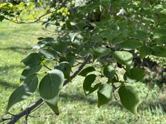 Cornus kousa