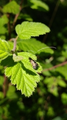 Adela septentrionella