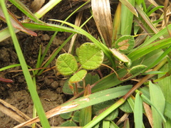 Desmodium molliculum