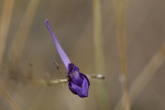 Delphinium peregrinum
