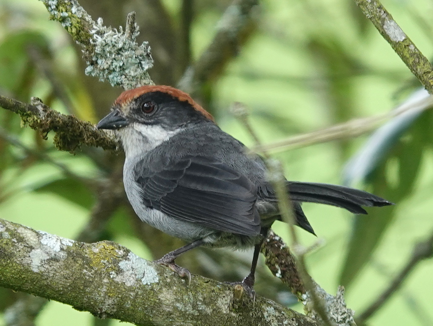 Antioquia Brushfinch illustration