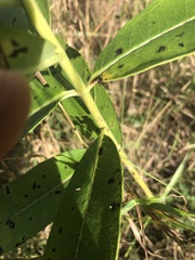 Asclepias syriaca