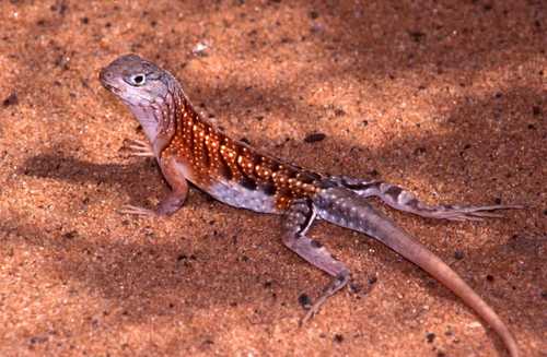 Chalarodon madagascariensis