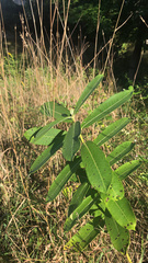 Asclepias syriaca