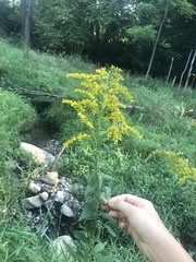 Solidago altissima