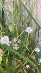 Symphyotrichum subulatum