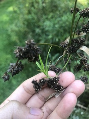 Scirpus atrovirens