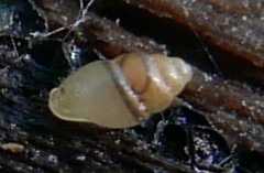 Carychium