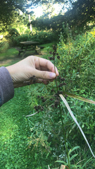 Scirpus atrovirens