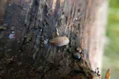 Carychium