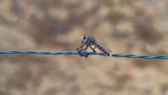 Promachus nigrialbus