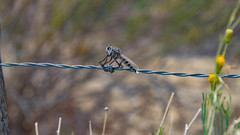 Promachus nigrialbus