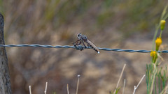 Promachus nigrialbus