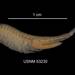Rams-horn Fairy Shrimps - Photo (c) Smithsonian Institution, National Museum of Natural History, Department of Invertebrate Zoology, some rights reserved (CC BY-NC-SA)