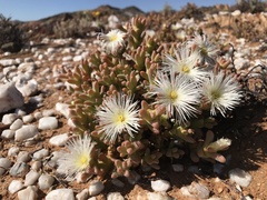 Mesembryanthemum amplectens