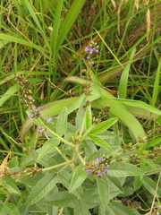 Otholobium mexicanum