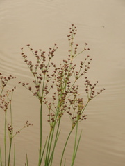 Juncus microcephalus