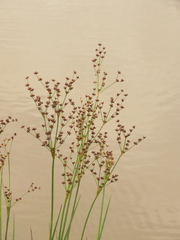 Juncus microcephalus