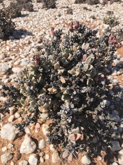 Schlechteranthus hallii
