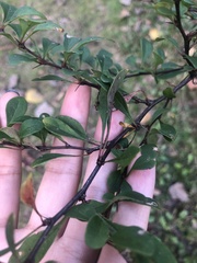 Berberis thunbergii