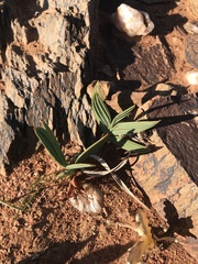 Babiana horizontalis