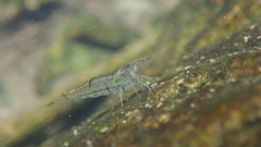 Neocaridina palmata