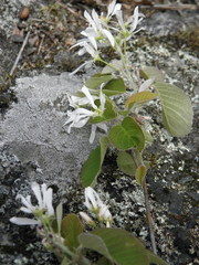 Amelanchier sanguinea
