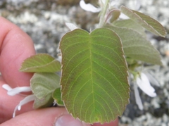 Amelanchier sanguinea