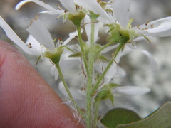 Amelanchier sanguinea