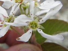 Amelanchier sanguinea