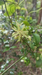 Clematis cunninghamii