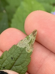 Liriomyza eupatoriella