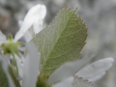 Amelanchier sanguinea