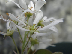 Amelanchier sanguinea