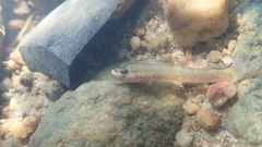 Rhinogobius duospilus