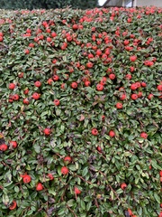 Cotoneaster × suecicus