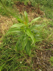 Chromolaena perglabra