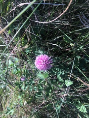 Trifolium pratense