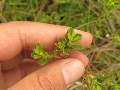 Baccharis tricuneata