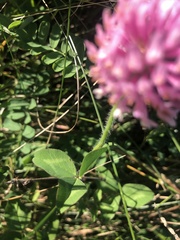Trifolium pratense